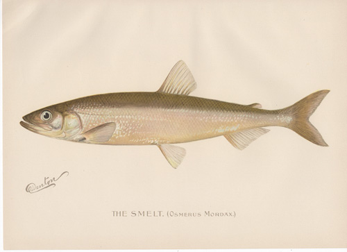 Denton fish lithograph from 1896